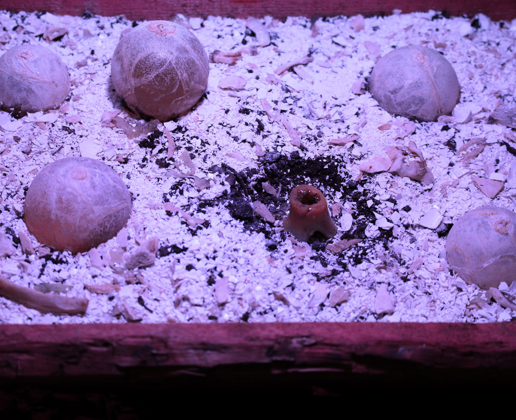 9COMPOST_Spawn_Detail, DanielSeferianSpies